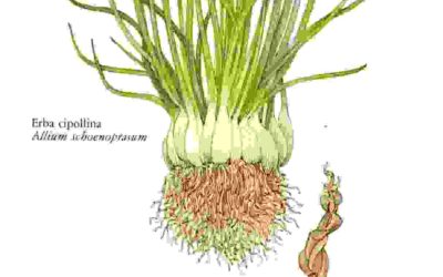 Raccontare l’orto: aglio, erba cipollina