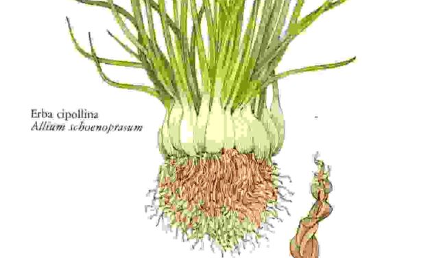 Raccontare l’orto: aglio, erba cipollina