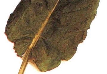 Erbe aromatiche e spezie: acetosa