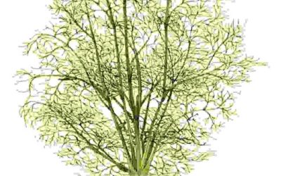 Raccontare l’orto: aneto