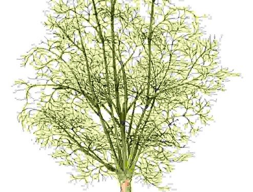 Raccontare l’orto: aneto