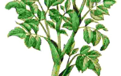 Raccontare l’orto: angelica