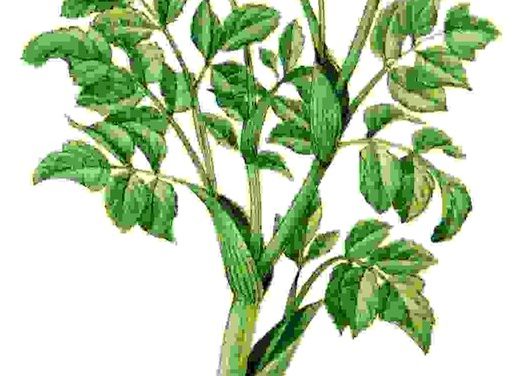 Raccontare l’orto: angelica