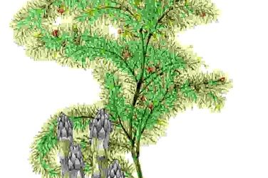 Raccontare l’orto: asparago