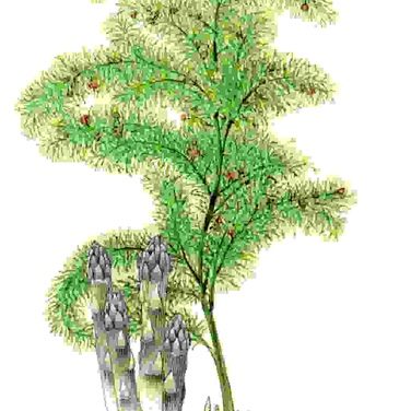 Raccontare l’orto: asparago