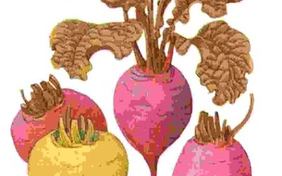 Raccontare l’orto: barbabietola