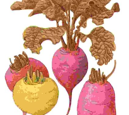 Raccontare l’orto: barbabietola