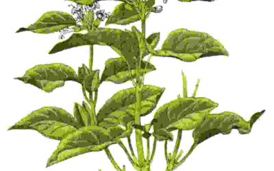 Raccontare l’orto: basilico