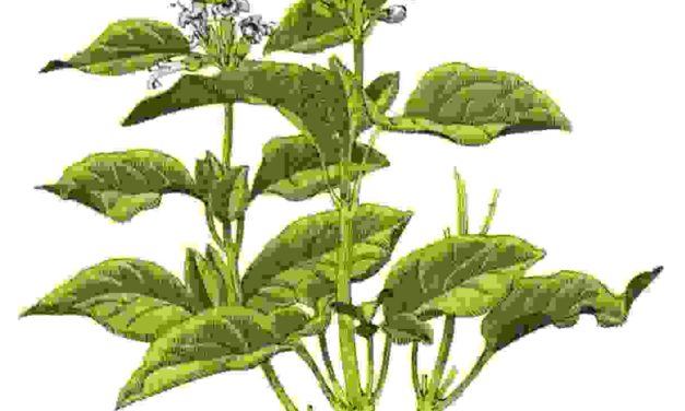 Raccontare l’orto: basilico