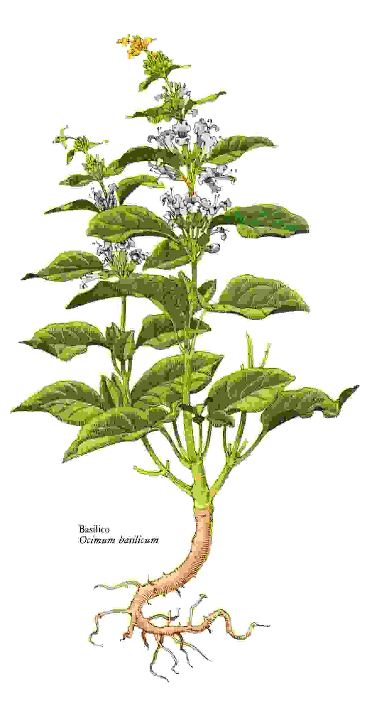 Basilico