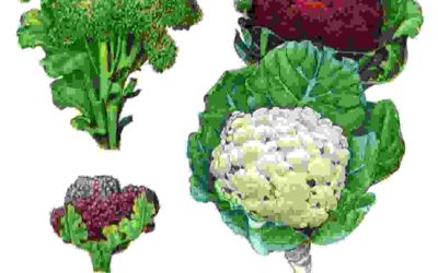 Raccontare l’orto: broccolo