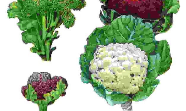 Raccontare l’orto: broccolo