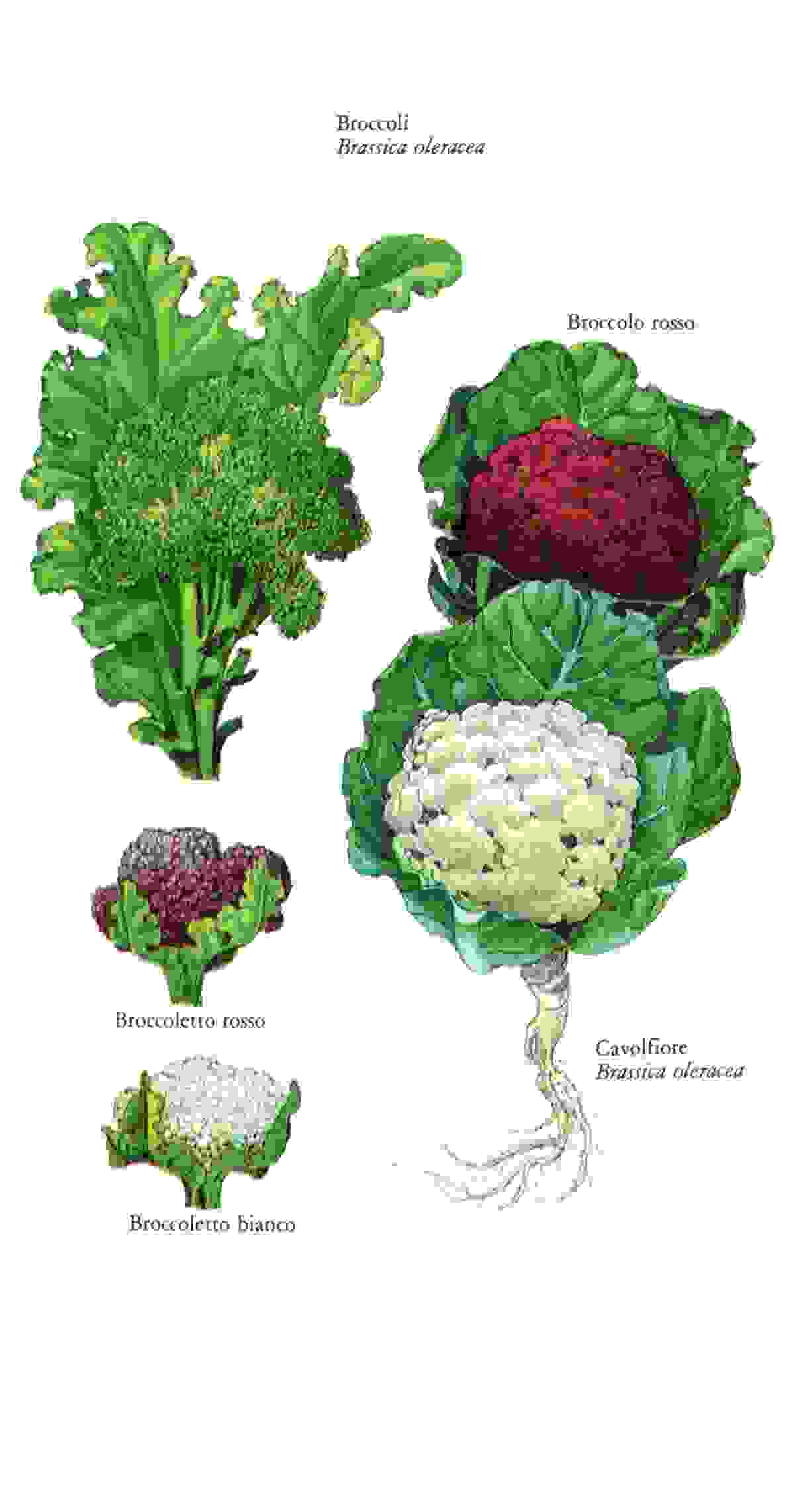 Broccoli