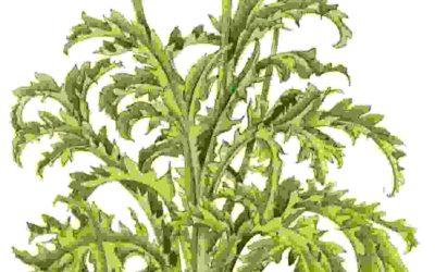 Raccontare l’orto: carciofo