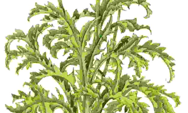 Raccontare l’orto: carciofo