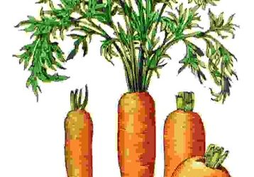 Raccontare l’orto: carota