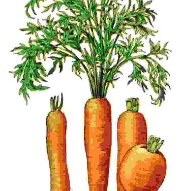 Raccontare l’orto: carota