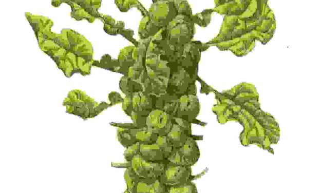 Raccontare l’orto: cavoletti