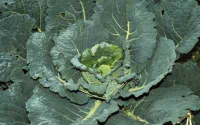 Due (sì, ben due!) insalate di cavoli