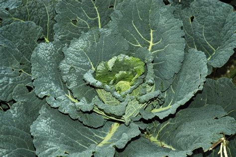 Due (sì, ben due!) insalate di cavoli