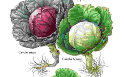 Raccontare l’orto: cavolo