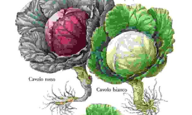 Raccontare l’orto: cavolo
