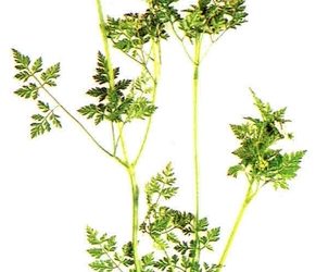 Erbe aromatiche e spezie: cerfoglio