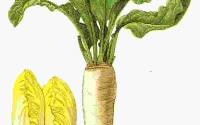 Raccontare l’orto: cicoria