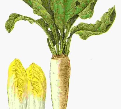 Raccontare l’orto: cicoria