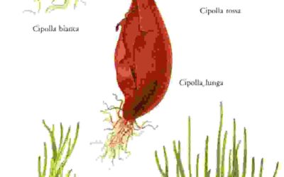 Raccontare l’orto: cipolla