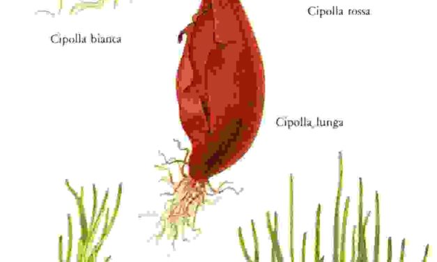 Raccontare l’orto: cipolla