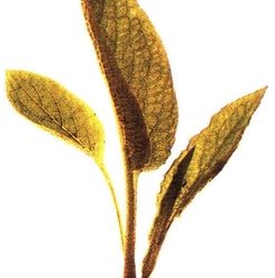 Erbe aromatiche e spezie: consolida