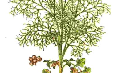 Raccontare l’orto: coriandolo