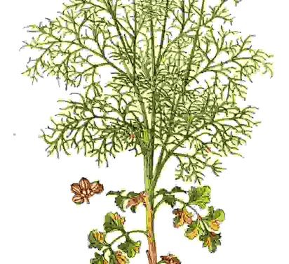 Raccontare l’orto: coriandolo