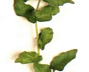 Erbe aromatiche e spezie: crescione