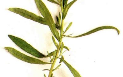 Erbe aromatiche e spezie: dragoncello