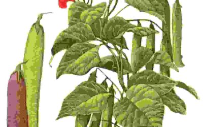 Raccontare l’orto: fagiolo