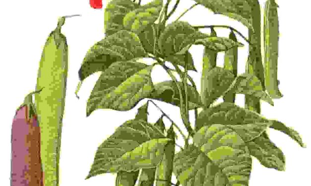 Raccontare l’orto: fagiolo