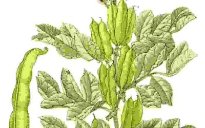 Raccontare l’orto: fava