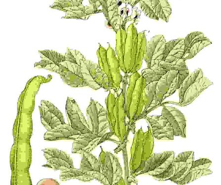 Raccontare l’orto: fava