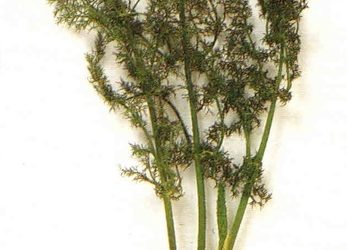 Erbe aromatiche e spezie: finocchiella