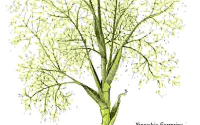 Raccontare l’orto: finocchio