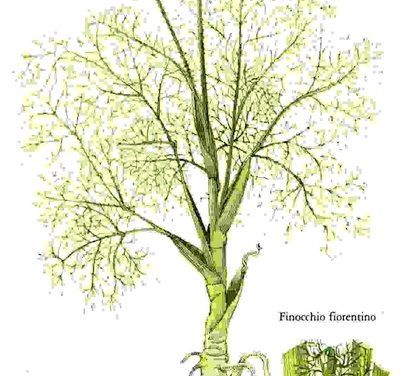Raccontare l’orto: finocchio