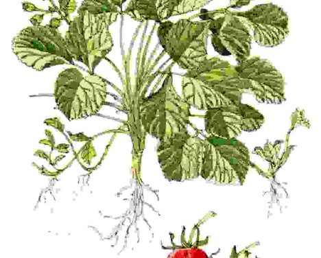 Raccontare l’orto: fragola