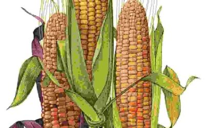 Raccontare l’orto: granturco