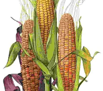 Raccontare l’orto: granturco