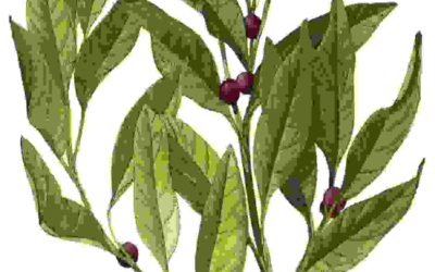 Raccontare l’orto: alloro