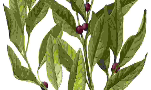 Raccontare l’orto: alloro