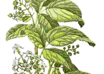 Raccontare l’orto: lampone