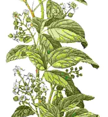 Raccontare l’orto: lampone